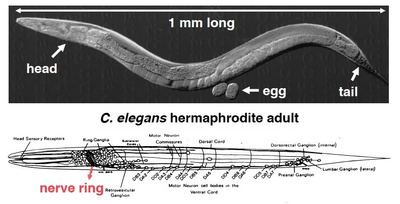 درمان اعتیاد به الکل با کرم کوچک جهش‌یافته Caenorhabditis elegans